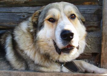 Барсик навіть думати не міг піти з лісу без господарки. Фото ілюстративне: pixabay.com