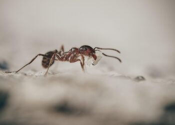 Щоб позбутися комах в будинку, потрібно діяти швидко. Фото ілюстративне pixabay.com
