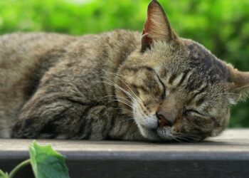 Кожен має знайти те, що йому допомагає заснути, і практикувати це. Фото ілюстративне: pixabay.com