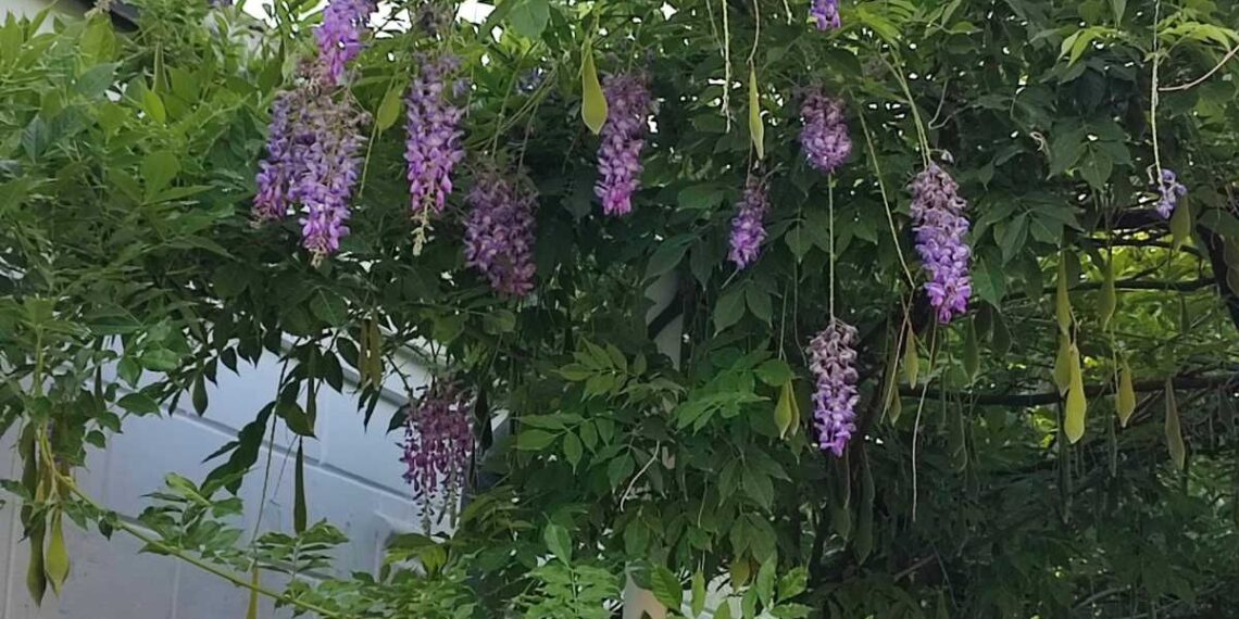 Гліцинія добре вкорінюється й добре росте. Зацвітає зазвичай на другий-третій рік після висадження. Фото надані квітникаркою.