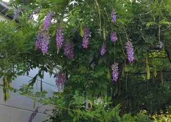 Гліцинія добре вкорінюється й добре росте. Зацвітає зазвичай на другий-третій рік після висадження. Фото надані квітникаркою.