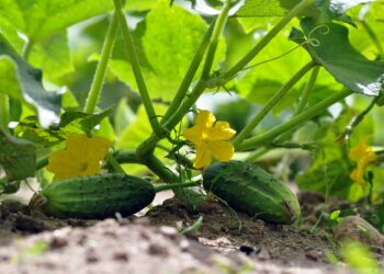 Огірки висівають у грунт протягом травня. Фото: pixabay.com