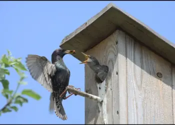 Для принаджування корисних птахів садівникам-любителям варто потурбуватися про облаштування шпаківень, дуплянок, синичників та інших штучних гнізд. Фото: nfront.org.ua