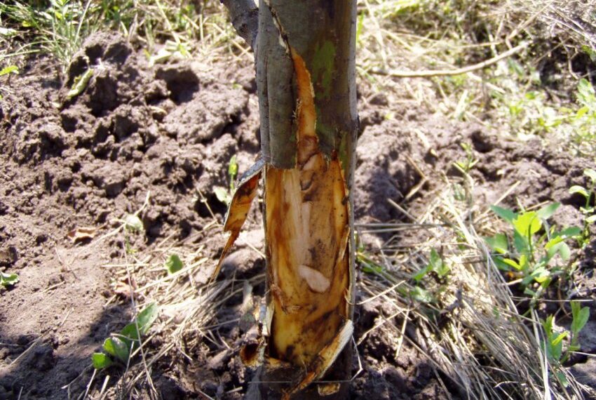 Найгірше, коли кору повністю пошкоджено на висоту сорок-шістдесят сантиметрів по всьому колу стовбура. Фото: fermer.blog