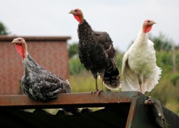 Розведення індиків справді вимагає продуманого підходу до облаштування приміщення та вигулу, адже ці птахи великі, активні й чутливі до умов утримання. Фото: pixabay.com