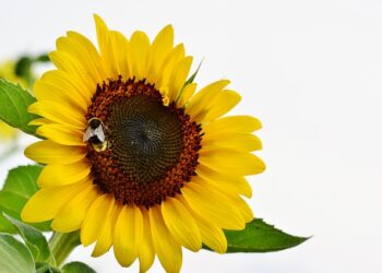 Фото ілюстративне: pixabay.com