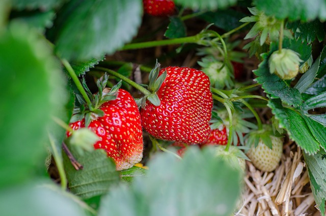 Фото ілюстративне: pixabay.com