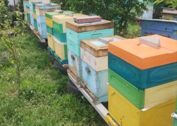 Олександр Плачков використовує вулики з пінополіуретану. Фото з архіву пасічника.