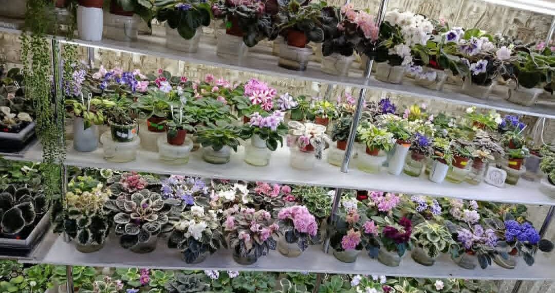 Під свою барвисту колекцію пані Леся відвела цілу кімнату з північного боку будинку, оскільки «сенполії» хоч і полюбляють світло, та все ж уникають прямого сонячного проміння. Фото з домашнього архіву.