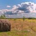 Трави є чудовим джерелом грубої клітковини, яка критично необхідна для нормальної роботи травної системи. Фото ілюстративне pixabay.com