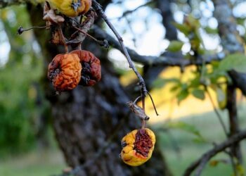 Фото ілюстративне: pixabay.com