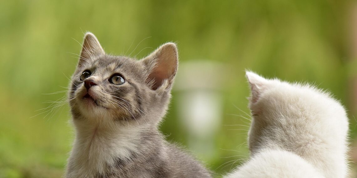 Щороку 8 серпня у світі відзначають День котів. Фото: pixabay.com