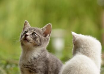 Щороку 8 серпня у світі відзначають День котів. Фото: pixabay.com