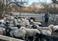 Сьогодні у фермерському господарстві близько 200 голів. Фото з архіву Романа Масевича.