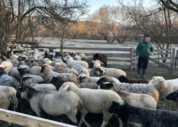 Сьогодні у фермерському господарстві близько 200 голів. Фото з архіву Романа Масевича.