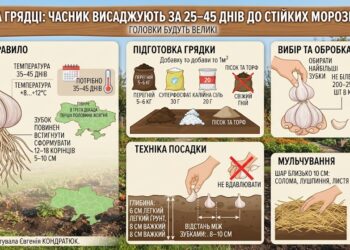 Фото згенероване ШІ