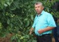 Іван Юкал вже не перший рік займається промисловим вирощуванням ще досить екзотичного в Україні горіха сорту пекан. Фото з архіву господаря.