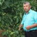 Іван Юкал вже не перший рік займається промисловим вирощуванням ще досить екзотичного в Україні горіха сорту пекан. Фото з архіву господаря.
