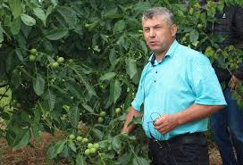 Іван Юкал вже не перший рік займається промисловим вирощуванням ще досить екзотичного в Україні горіха сорту пекан. Фото з архіву господаря.