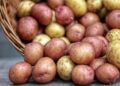 Ранньоспілі сорти нині найбільш перспективні, оскільки вирощування картоплі без поливу останнім часом стає проблематичним. Фото: pixabay.com