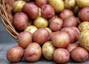 Ранньоспілі сорти нині найбільш перспективні, оскільки вирощування картоплі без поливу останнім часом стає проблематичним. Фото: pixabay.com